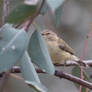 Smicrornis brevirostris at Dunlop, ACT - 19 Nov 2024 09:37 AM