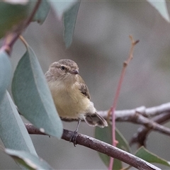 Smicrornis brevirostris at Dunlop, ACT - 19 Nov 2024 09:37 AM