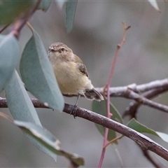 Smicrornis brevirostris at Dunlop, ACT - 19 Nov 2024 09:37 AM