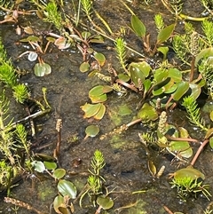 Potamogeton cheesemanii (Pondweed) at Rendezvous Creek, ACT - 23 Nov 2024 by JaneR