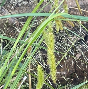 Carex fascicularis at Rendezvous Creek, ACT - 23 Nov 2024 02:39 PM