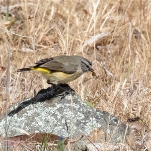 Acanthiza chrysorrhoa (Yellow-rumped Thornbill) at Dunlop, ACT by AlisonMilton