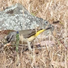 Acanthiza chrysorrhoa at Dunlop, ACT - 19 Nov 2024