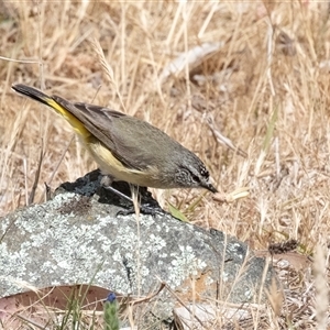 Acanthiza chrysorrhoa at Dunlop, ACT - 19 Nov 2024 10:31 AM