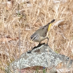 Acanthiza chrysorrhoa at Dunlop, ACT - 19 Nov 2024