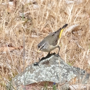 Acanthiza chrysorrhoa at Dunlop, ACT - 19 Nov 2024 10:31 AM