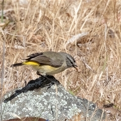 Acanthiza chrysorrhoa at Dunlop, ACT - 19 Nov 2024