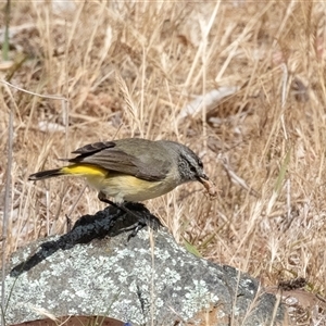 Acanthiza chrysorrhoa at Dunlop, ACT - 19 Nov 2024 10:31 AM