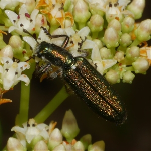 Eleale aspera (Clerid beetle) at Freshwater Creek, VIC by WendyEM