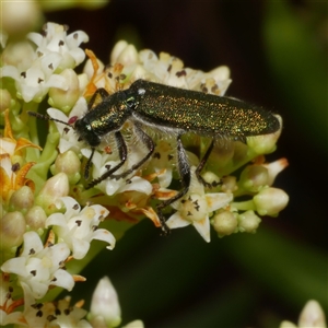 Eleale aspera at Freshwater Creek, VIC - 23 Nov 2024 02:04 PM