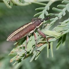 Rhinotia sp. (genus) at Freshwater Creek, VIC - 4 Nov 2024 by WendyEM