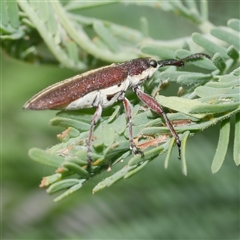 Rhinotia suturalis at Freshwater Creek, VIC - 4 Nov 2024