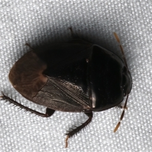 Adrisa sp. (genus) (Burrowing Bug) at Bulli, NSW by jb2602