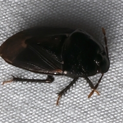 Adrisa sp. (genus) at Bulli, NSW - 22 Nov 2024