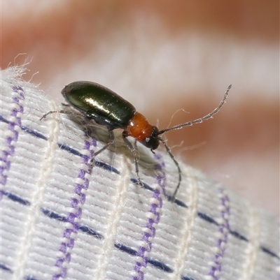 Ellopidia sp. (genus) at Freshwater Creek, VIC - 4 Nov 2024 by WendyEM