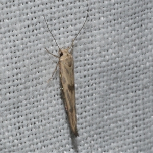 Stathmopoda hyposcia at Freshwater Creek, VIC - 4 Nov 2024