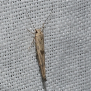 Stathmopoda hyposcia at Freshwater Creek, VIC - 4 Nov 2024 09:06 PM