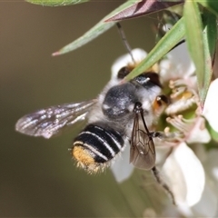 Megachile (Eutricharaea) maculariformis (Gold-tipped leafcutter bee) at Moruya, NSW - 21 Nov 2024 by LisaH