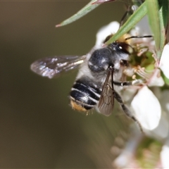 Megachile (Eutricharaea) maculariformis at Moruya, NSW - 21 Nov 2024