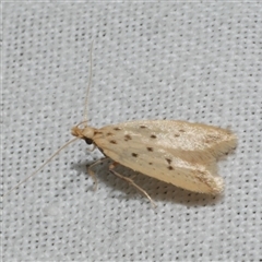 Atheropla psammodes (A Concealer moth (Eulechria group)) at Freshwater Creek, VIC - 4 Nov 2024 by WendyEM