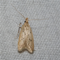 Atheropla psammodes at Freshwater Creek, VIC - 4 Nov 2024 08:49 PM