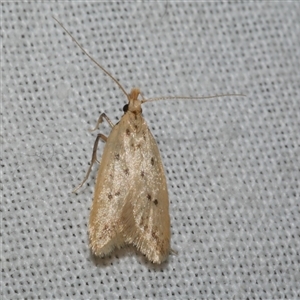 Atheropla psammodes at Freshwater Creek, VIC - 4 Nov 2024 08:49 PM