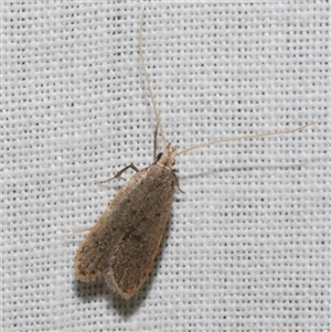 Achoria inopina (A Longhorned Moth (family Leciithoceridae)) at Freshwater Creek, VIC by WendyEM