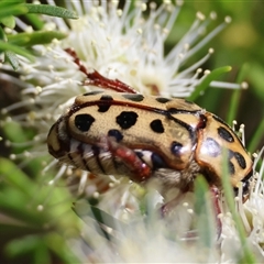 Neorrhina punctatum (Spotted flower chafer) at Moruya, NSW - 21 Nov 2024 by LisaH