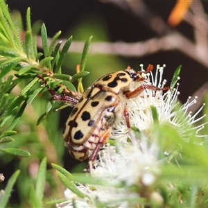 Neorrhina punctatum at Moruya, NSW - suppressed