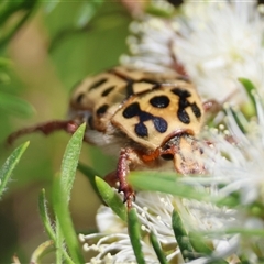 Neorrhina punctatum at Moruya, NSW - suppressed