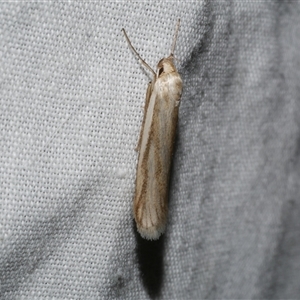 Philobota agnesella at Freshwater Creek, VIC - 4 Nov 2024