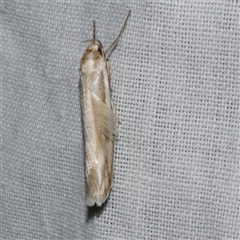 Philobota agnesella at Freshwater Creek, VIC - 4 Nov 2024