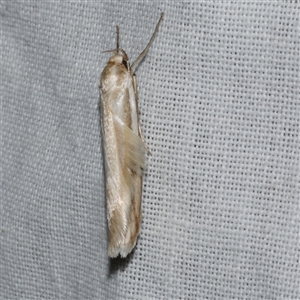 Philobota agnesella at Freshwater Creek, VIC - 4 Nov 2024