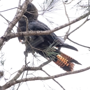 Calyptorhynchus lathami lathami (Glossy Black-Cockatoo) at Penrose, NSW by Aussiegall