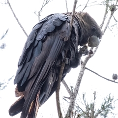 Calyptorhynchus lathami lathami at Penrose, NSW - suppressed