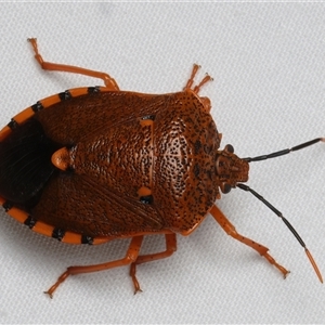 Unidentified Shield, Stink or Jewel Bug (Pentatomoidea) at Bulli, NSW by jb2602