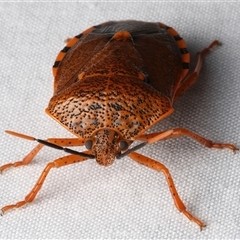 Anaxarchus pardalinus at Bulli, NSW - suppressed