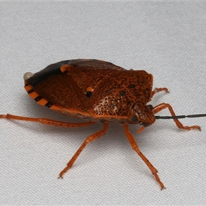 Anaxarchus pardalinus at Bulli, NSW - suppressed