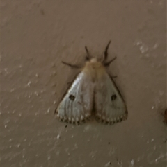 Epicoma melanosticta at Gilmore, ACT - 23 Nov 2024