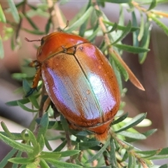 Scarabaeidae (family) at Moruya, NSW - 20 Nov 2024 by LisaH