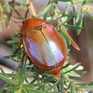 Anoplognathus sp. (genus) at Moruya, NSW - 21 Nov 2024