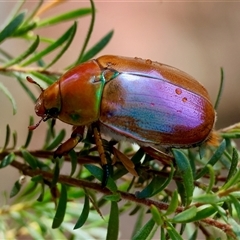 Anoplognathus sp. (genus) at Moruya, NSW - 21 Nov 2024