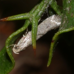 Elachista (genus) (Elachistidae) at Freshwater Creek, VIC - 4 Nov 2024 by WendyEM