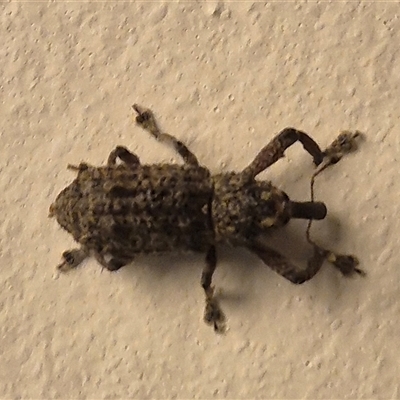 Orthorhinus cylindrirostris (Elephant Weevil) at Bungendore, NSW - 23 Nov 2024 by clarehoneydove