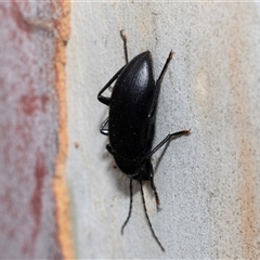 Metistete pimeloides (Comb-clawed beetle) at Hawker, ACT - 19 Nov 2024 by AlisonMilton