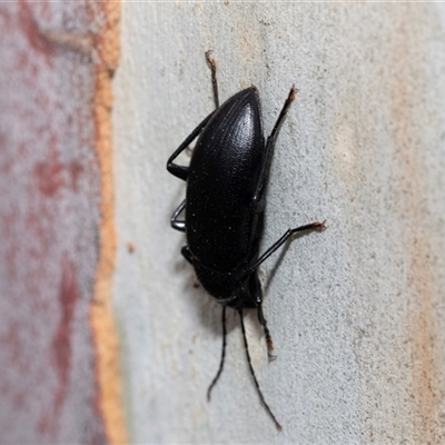 Metistete pimeloides (Comb-clawed beetle) at Hawker, ACT - 19 Nov 2024 by AlisonMilton
