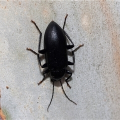 Metistete pimeloides at Hawker, ACT - 19 Nov 2024 06:52 AM