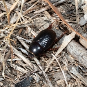 Heteronychus arator at Fraser, ACT - 19 Nov 2024