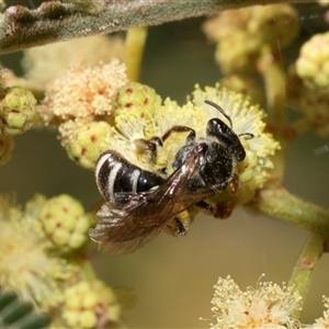 Lasioglossum (Chilalictus) sp. (genus & subgenus) (Halictid bee) at Dunlop, ACT by AlisonMilton