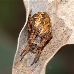 Unidentified Orb-weaving spider (several families) at Dunlop, ACT - 18 Nov 2024 by AlisonMilton